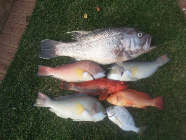 Todays catch